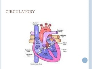 CIRCULATORY