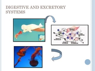 DIGESTIVE AND EXCRETORY
SYSTEMS