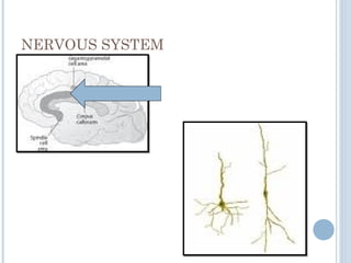 NERVOUS SYSTEM