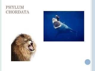 PHYLUM
CHORDATA