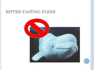 BITTER-TASTING FLESH