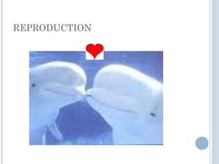 REPRODUCTION