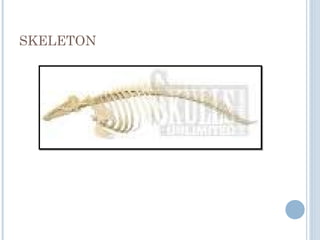 SKELETON