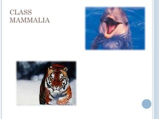 CLASS
MAMMALIA