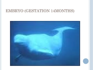 EMBRYO (GESTATION 14MONTHS)