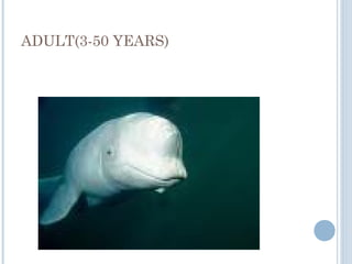 ADULT(3-50 YEARS)