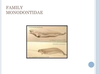 FAMILY
MONODONTIDAE
