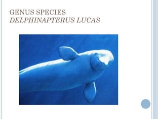 GENUS SPECIES
DELPHINAPTERUS LUCAS