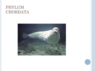 PHYLUM
CHORDATA