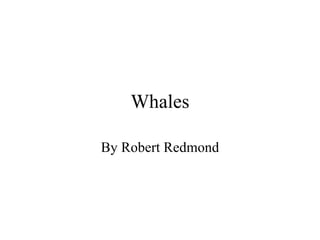 Whales By Robert Redmond 