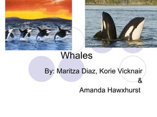 Whales By: Maritza Diaz, Korie Vicknair & Amanda Hawxhurst  