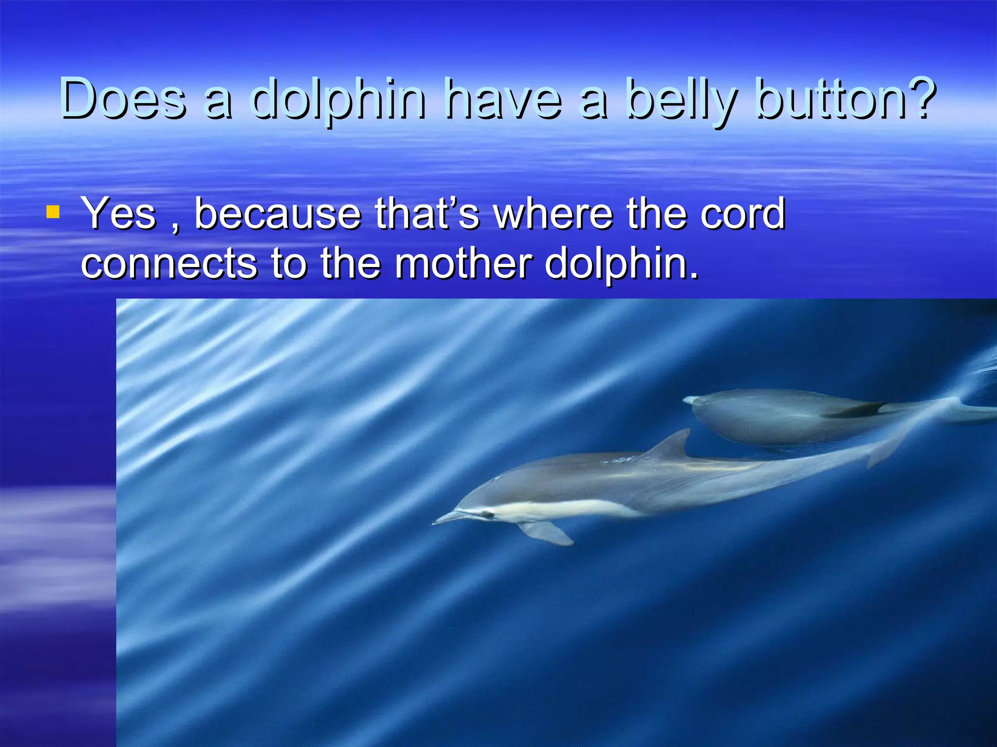 Whales and dolphins | PPT