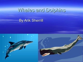 Whales and Dolphins By Arik Sherrill 