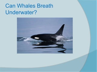 Can Whales Breath
Underwater?
 