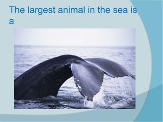 The largest animal in the sea is
a
 