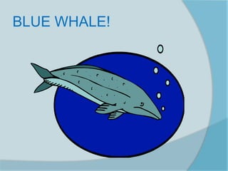 BLUE WHALE!
 