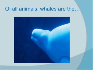 Of all animals, whales are the…
 