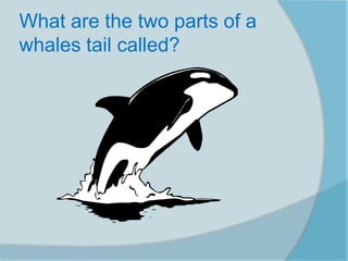 What are the two parts of a
whales tail called?
 