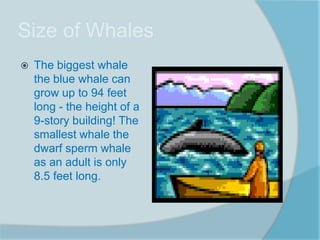 Size of Whales
   The biggest whale
    the blue whale can
    grow up to 94 feet
    long - the height of a
    9-story building! The
    smallest whale the
    dwarf sperm whale
    as an adult is only
    8.5 feet long.
 