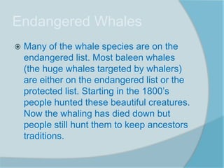 Endangered Whales
   Many of the whale species are on the
    endangered list. Most baleen whales
    (the huge whales targeted by whalers)
    are either on the endangered list or the
    protected list. Starting in the 1800’s
    people hunted these beautiful creatures.
    Now the whaling has died down but
    people still hunt them to keep ancestors
    traditions.
 