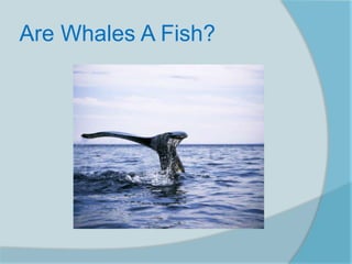 Are Whales A Fish?
 