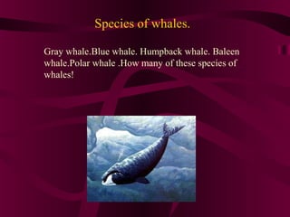 Species of whales.
Gray whale.Blue whale. Humpback whale. Baleen
whale.Polar whale .How many of these species of
whales!

 