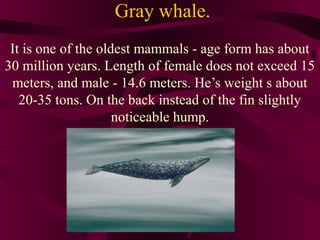Gray whale.
It is one of the oldest mammals - age form has about
30 million years. Length of female does not exceed 15
meters, and male - 14.6 meters. He’s weight s about
20-35 tons. On the back instead of the fin slightly
noticeable hump.

 