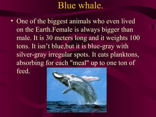 Blue whale.
• One of the biggest animals who even lived
on the Earth.Female is always bigger than
male. It is 30 meters long and it weights 100
tons. It isn’t blue,but it is blue-gray with
silver-gray irregular spots. It eats planktons,
absorbing for each "meal" up to one ton of
feed.

 