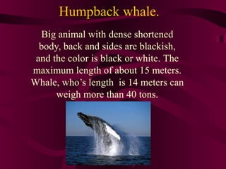 Humpback whale.
Big animal with dense shortened
body, back and sides are blackish,
and the color is black or white. The
maximum length of about 15 meters.
Whale, who’s length is 14 meters can
weigh more than 40 tons.

 