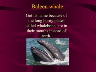 Baleen whale.
Got its name because of
the long horny plates
called whalebone, are in
their mouths instead of
teeth.

 