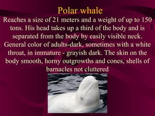 Polar whale
Reaches a size of 21 meters and a weight of up to 150
tons. His head takes up a third of the body and is
separated from the body by easily visible neck.
General color of adults-dark, sometimes with a white
throat, in immature - grayish dark. The skin on the
body smooth, horny outgrowths and cones, shells of
barnacles not cluttered

 