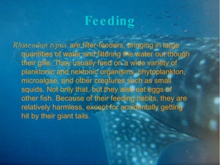 Feeding Rhincodon typus  are filter-feeders, bringing in large quantities of water and filtering the water out though their gills. They usually feed on a wide variety of planktonic and nektonic organisms, phytoplankton, microalgae, and other creatures such as small squids. Not only that, but they also eat eggs of other fish. Because of their feeding habits, they are relatively harmless, except for accidentally getting hit by their giant tails. 