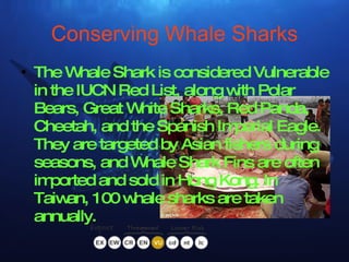 Conserving Whale Sharks The Whale Shark is considered Vulnerable in the IUCN Red List, along with Polar Bears, Great White Sharks, Red Panda, Cheetah, and the Spanish Imperial Eagle. They are targeted by Asian fishers during   seasons, and Whale Shark Fins are often imported and sold in Hong Kong. In Taiwan, 100 whale sharks are taken annually. 