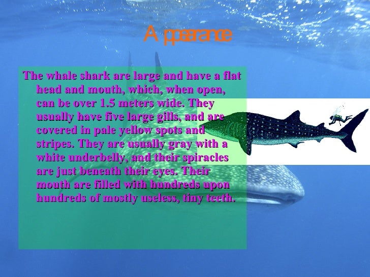 Whale Shark