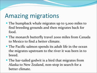 Amazing migrations The humpback whale migrates up to 5,000 miles to find breeding grounds and then migrates back for food. The monarch butterfly travel 2000 miles from Canada to Mexico to find a better climate. The Pacific salmon spends its adult life in the ocean the migrates upstream to the river it was born in to breed.  The bar-tailed godwit is a bird that migrates from Alaska to New Zealand, non-stop in search for a better climate. 