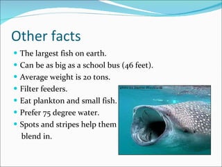Other facts The largest fish on earth. Can be as big as a school bus (46 feet). Average weight is 20 tons. Filter feeders.  Eat plankton and small fish. Prefer 75 degree water. Spots and stripes help them  blend in. 