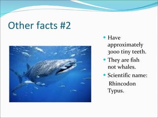 Other facts #2 Have approximately 3000 tiny teeth. They are fish not whales. Scientific name: Rhincodon Typus.  