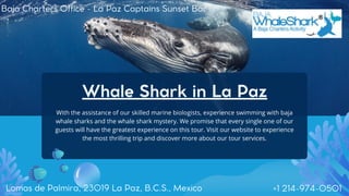 With the assistance of our skilled marine biologists, experience swimming with baja
whale sharks and the whale shark mystery. We promise that every single one of our
guests will have the greatest experience on this tour. Visit our website to experience
the most thrilling trip and discover more about our tour services.
Whale Shark in La Paz
Lomas de Palmira, 23019 La Paz, B.C.S., Mexico +1 214-974-0501
Baja Charters Office - La Paz Captains Sunset Bar
 