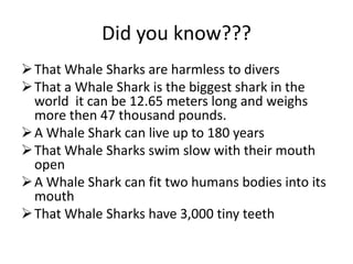 Did you know???
That Whale Sharks are harmless to divers
That a Whale Shark is the biggest shark in the
world it can be 12.65 meters long and weighs
more then 47 thousand pounds.
A Whale Shark can live up to 180 years
That Whale Sharks swim slow with their mouth
open
A Whale Shark can fit two humans bodies into its
mouth
That Whale Sharks have 3,000 tiny teeth
 