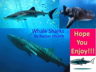 Whale Sharks
By Rachel Church
 