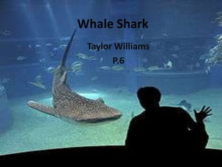 Whale Shark
 Taylor Williams
       P.6
 