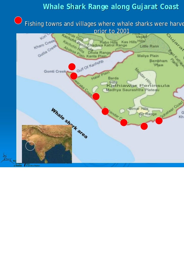 Whale Shark Ppt 10 Yrs