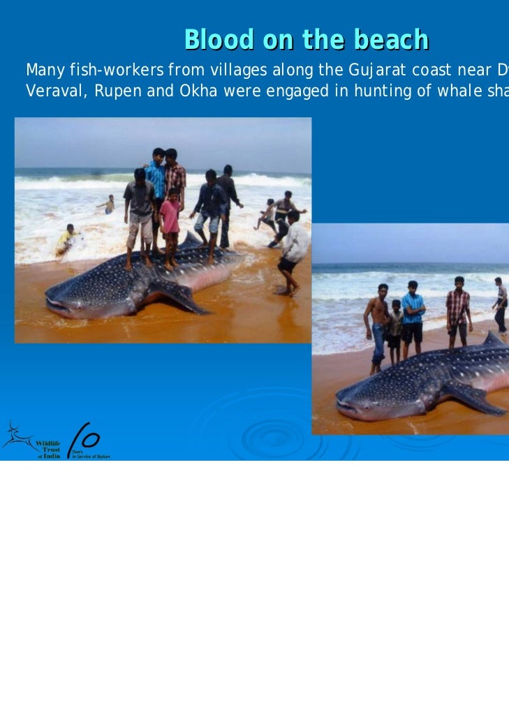 Whale Shark Ppt 10 Yrs