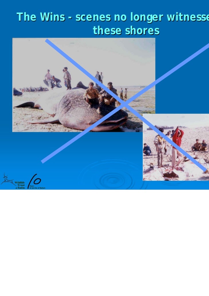 Whale Shark Ppt 10 Yrs