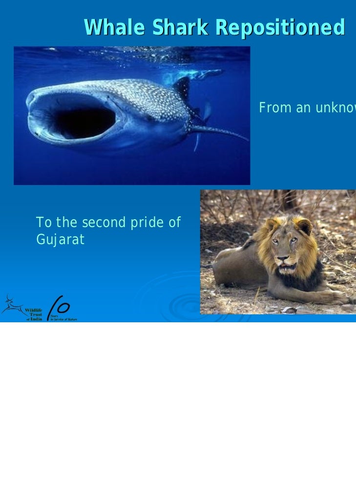 Whale Shark Ppt 10 Yrs
