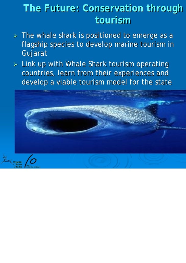 Whale Shark Ppt 10 Yrs