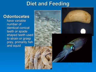 Marine Mammals Long Island | PPT | Free Download
