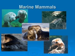 Marine Mammals 