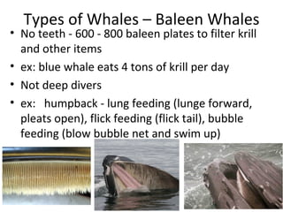 Types of Whales – Baleen Whales
• No teeth - 600 - 800 baleen plates to filter krill
  and other items
• ex: blue whale ea...