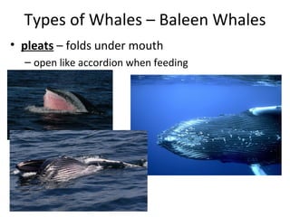 Types of Whales – Baleen Whales
• pleats – folds under mouth
  – open like accordion when feeding
 